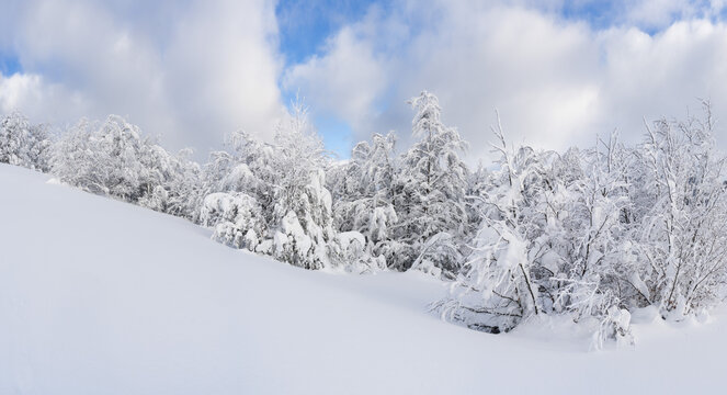 Snow-Covered forest under a blue winter sky