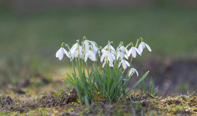 Flowering of the snowdrop plant.