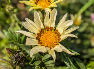 A vibrant Gazania flower in full bloom, showcasing pale yellow petals with striking brown markings around a bright yellow center, surrounded by lush green foliage.
