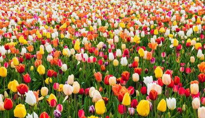 Vibrant Tulip Flower Field in Colorful Spring Landscape
