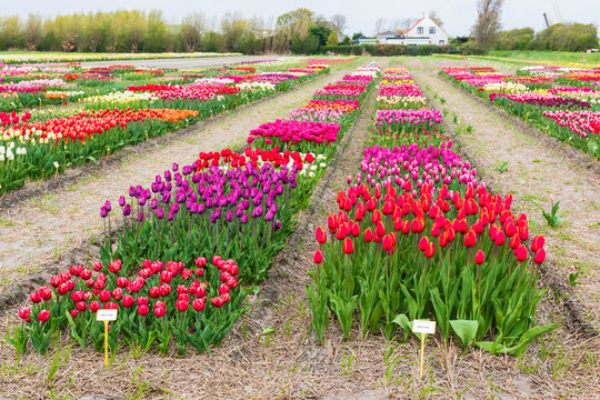 Colorful Tulip Flower Picking Field for Visitors in Spring