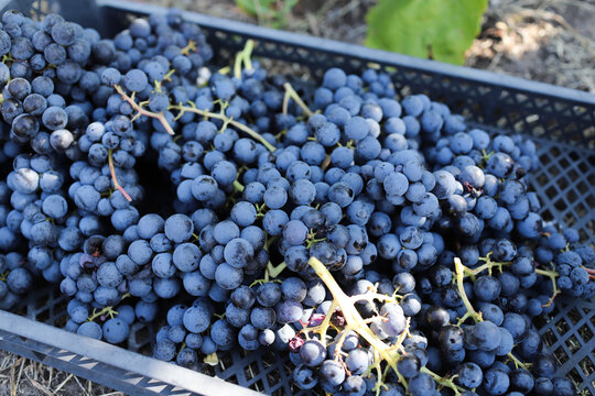harvest from our garden