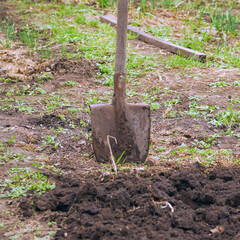 Shovel in the garden near a dug bed