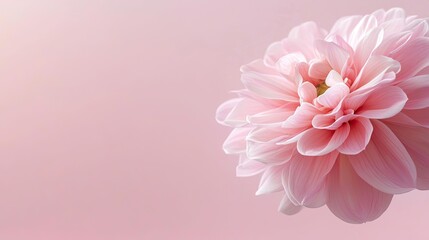 Fototapeta premium Floral illustration abstract background idea. A delicate pink flower with soft petals against a serene pastel background.