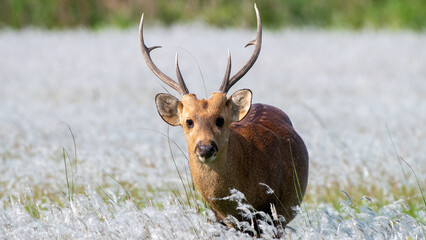 A Hog deer of Kaziranga National Park amidst blooming flowers
