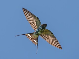 Obraz premium Fork-tailed drongo in flight against blue sky
