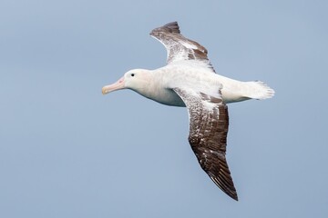 Majestic Albatross in Flight