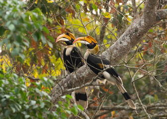 A pair of  great hornbill © Mahananda