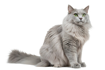 Long-Haired Nibelung Cat with Green Eyes Sitting on White Background. Gray cat Portrait isolated on white. 