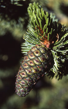 conifer pine pinecone coastal South Carolina 