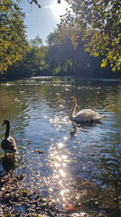Swan and duck swimming in a sunlit river with reflections on the water.