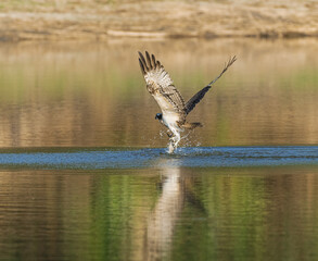 osprey lifting a fish.