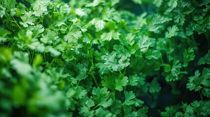 Obraz premium Lush abundance, Close-up of vibrant green coriander leaves with water droplets