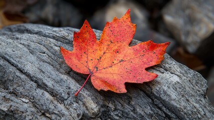 Vibrant Red Maple Leaf on a Textured Rock Surface in Autumn Season