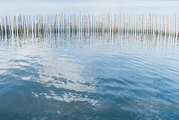 Tranquil Wetland Reflection with Wooden Poles