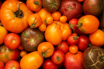 Multicolored tomatoes of different sizes and types, top view. Rich harvest. Organic vegetables.
