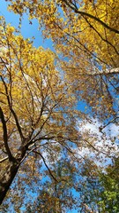 Autumn Pathway Along Canal with Golden Trees and Weeping Willow