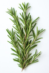 Fototapeta premium Fresh rosemary sprigs or Rosmarinus officinalis on white