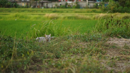reeds in the lake, there are cat