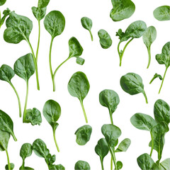 Bunch of fresh spinach leaves isolated white and transparent background. PNG cutout.