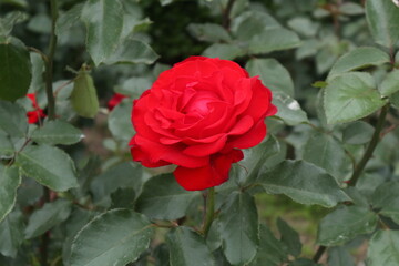 赤色のバラの花