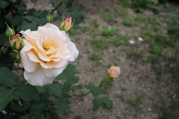 Obraz premium 淡い色のバラの花