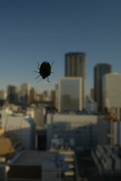 Urban insect adventure as a beetle explores the skyline of Kyoto