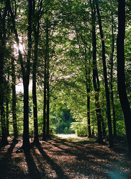 Magical forest shoot on film in Denmark 