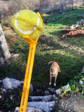 Ball thrower with dog.