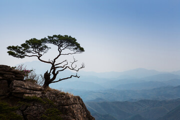 여러개의 산이 겹겹이 보이는 산정상의 소나무 한그루.