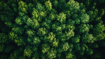 Naklejka premium Aerial view of dense, green forest canopy.