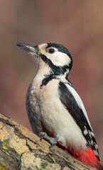 Great Spotted Woodpecker