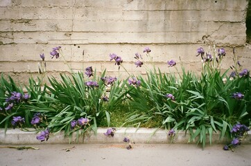 Violet Irises