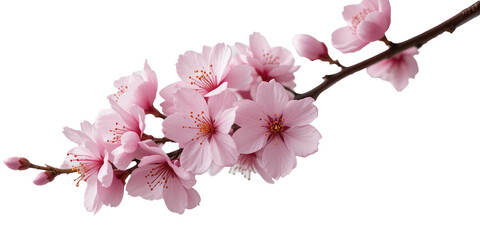 Pink Cherry Blossom Cut Out Isolated On Transparent PNG Background.
