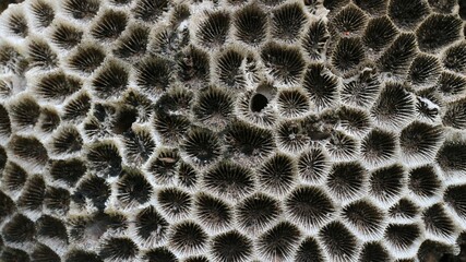Stunning Natural Pattern of Fossilized Dead Coral Reefs Texture Close-Up