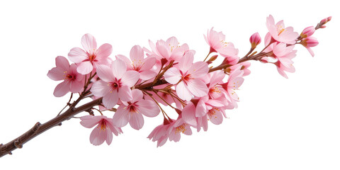 Obraz premium Pink Cherry Blossom Cut Out Isolated On Transparent PNG Background.