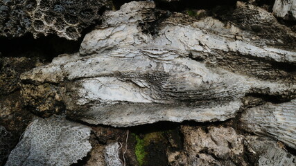 Stunning Natural Pattern of Fossilized Dead Coral Reefs Texture Close-Up
