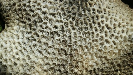 Stunning Natural Pattern of Fossilized Dead Coral Reefs Texture Close-Up