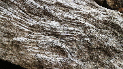 Stunning Natural Pattern of Fossilized Dead Coral Reefs Texture Close-Up