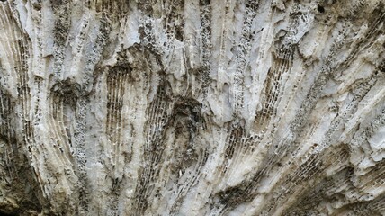 Stunning Natural Pattern of Fossilized Dead Coral Reefs Texture Close-Up