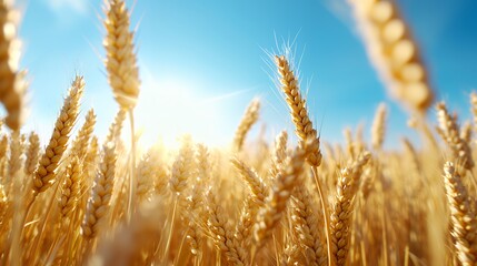 Fototapeta premium Wheat Field Bathed in Soft Sunlight Under Clear Blue Sky