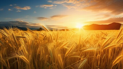 Obraz premium sun wheat rice white