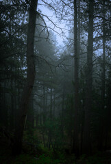 Foggy forest