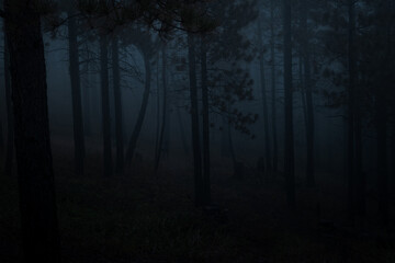 Obraz premium Spooky forest