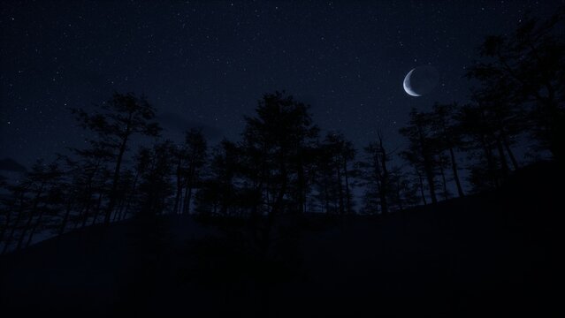 Night in the forest