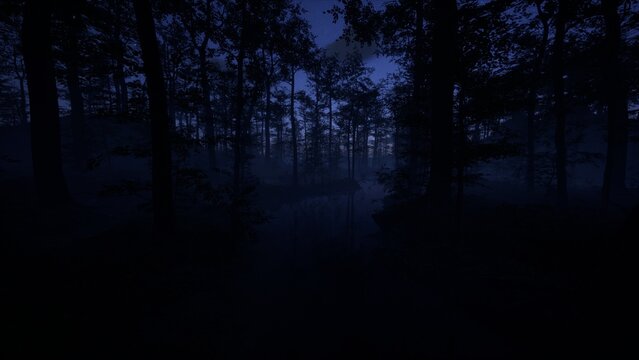 Night in the forest