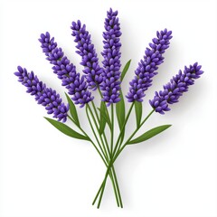Fototapeta premium Purple Lavender Bouquet on White Background