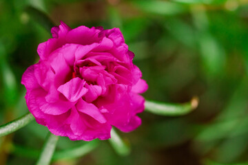 the vibrant beauty of Krokot mawar blossom