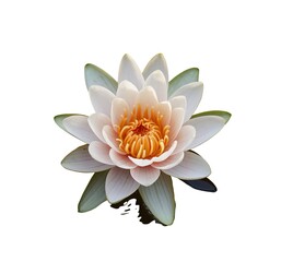 Beautiful white water lily or lotus flower in pond on white background