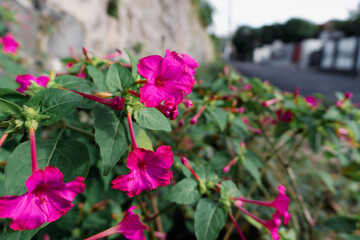 the vibrant beauty of Mirabilis jalapa, commonly known as bunga pukul empat or the four o’clock...